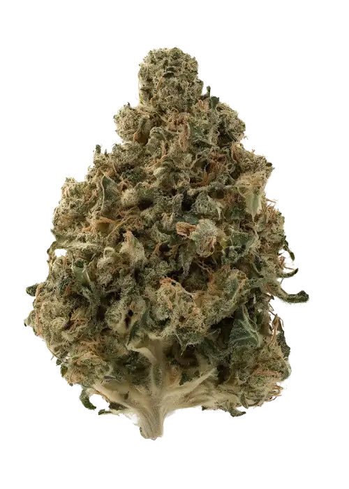 Liberty Haze