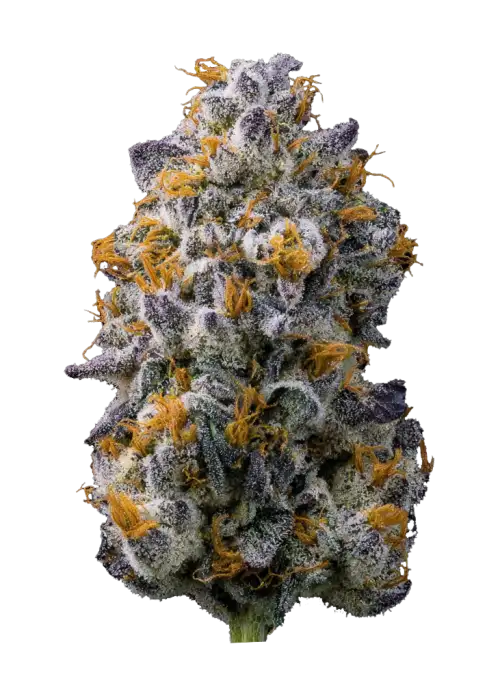 Velvet Cream