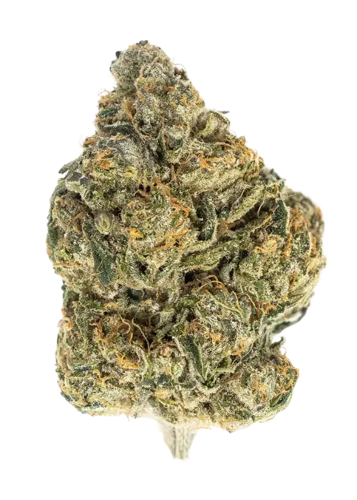 Zunderdog