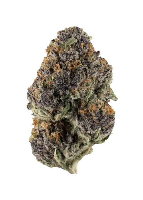 Truffle Monkey