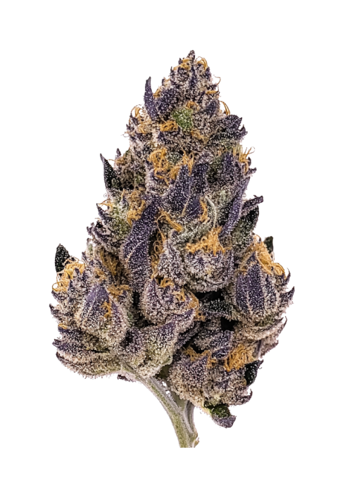 Amnesia Z Auto