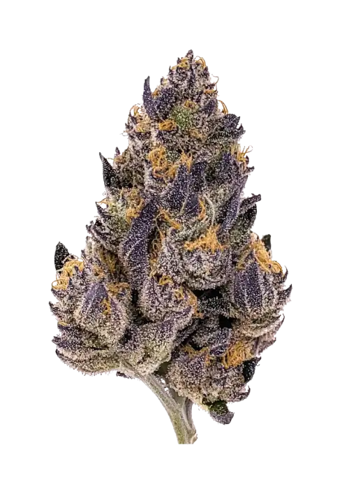 Amnesia Z Auto