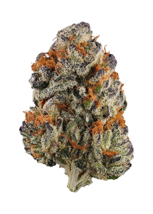 Purple Wizard