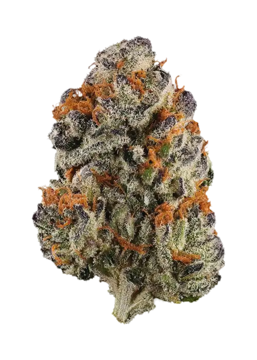 Purple Wizard