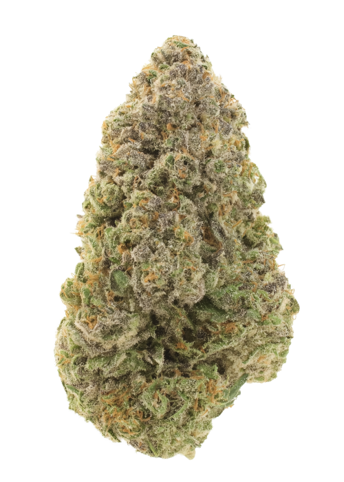 Jungle Lava