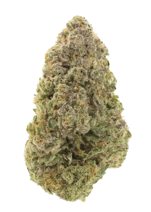 Jungle Lava