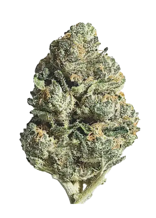Moroccan Peaches