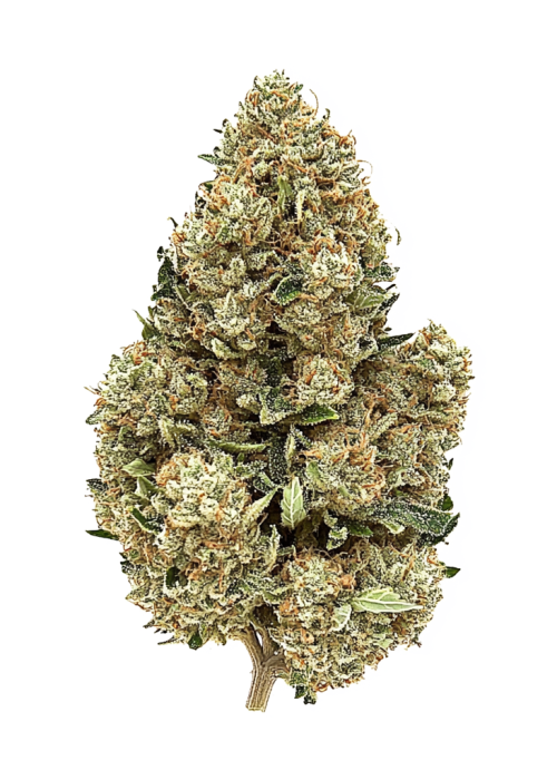 Pink Zugar