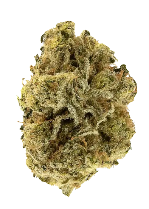 GMO Sherbert