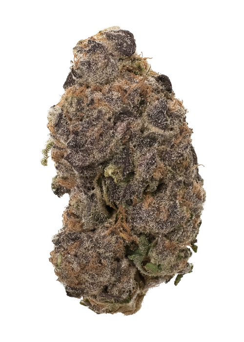 Paradise Pine