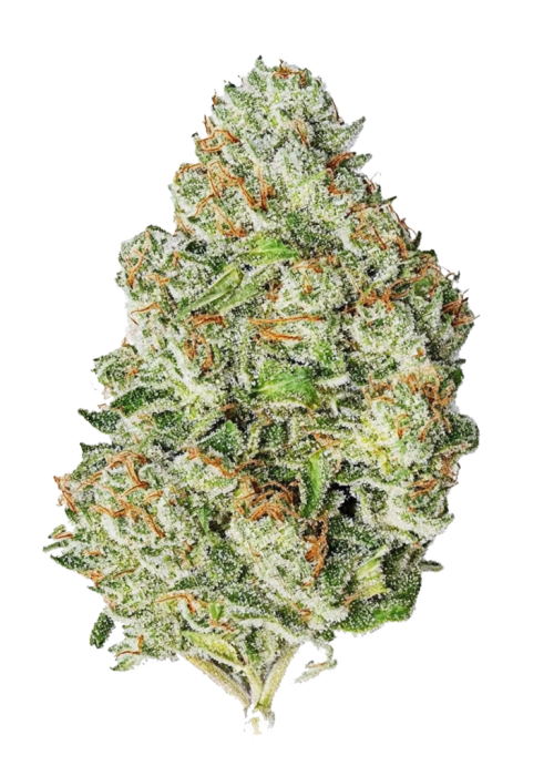 Gorilla Auto