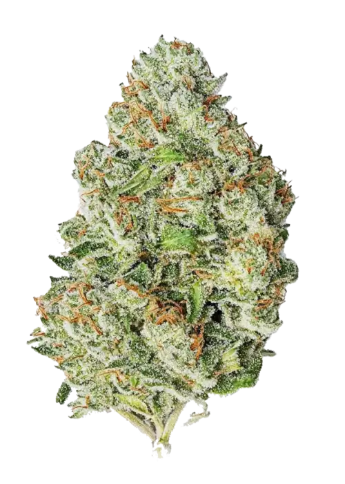 Gorilla Auto