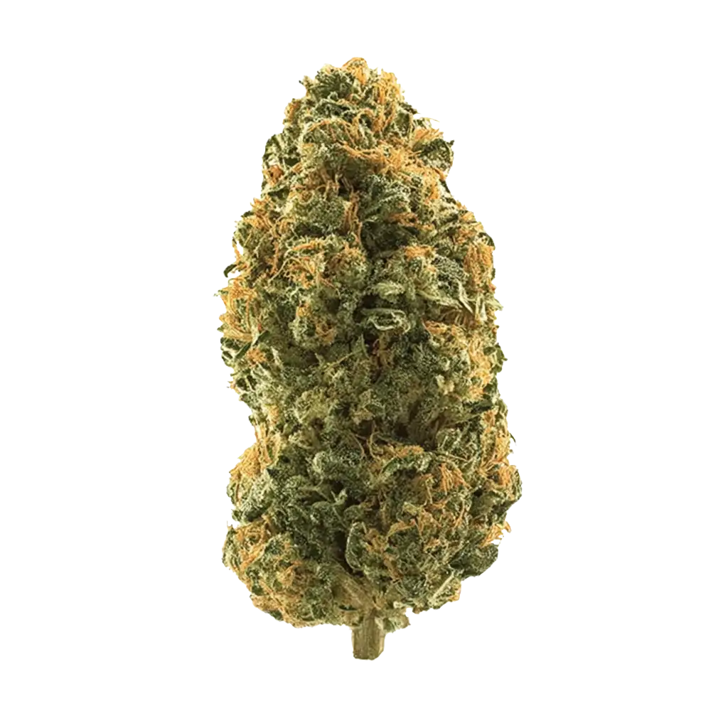 Cactus Cooler Cannabis Strain Information - GrowDiaries
