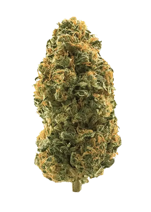 Caramel Apple Gelato