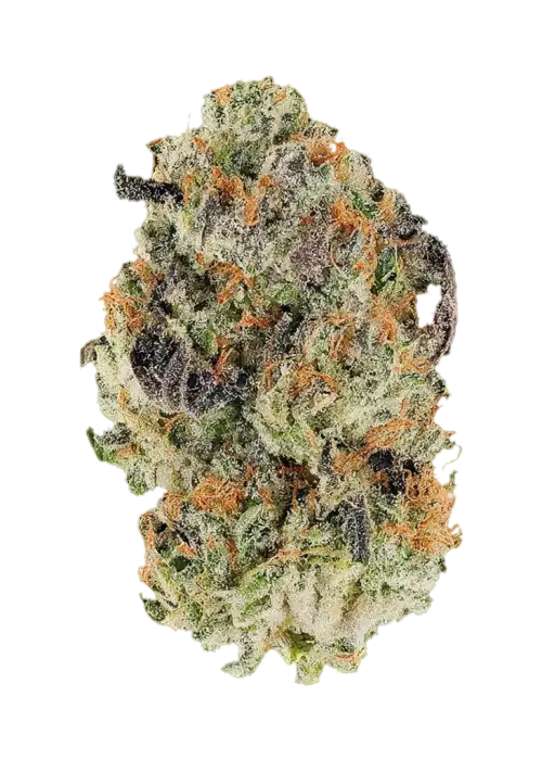 RoadKill Skunk