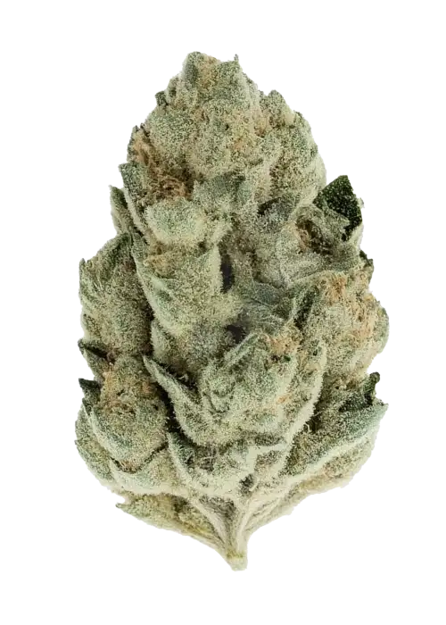Apricot Auto