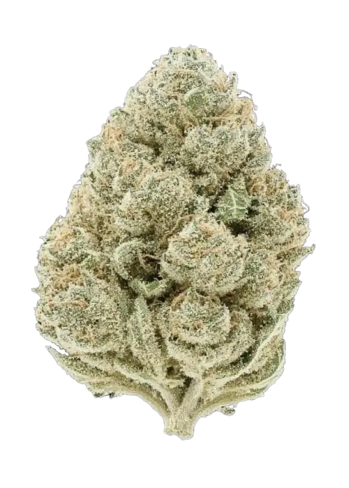 Apricot Auto