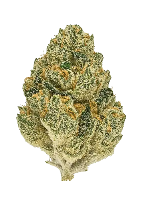 Sour Jealousy Auto