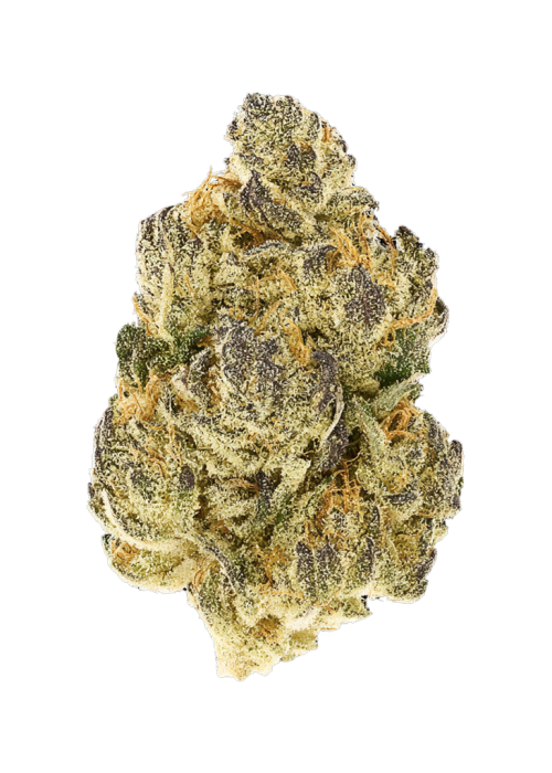 Royal Gorilla