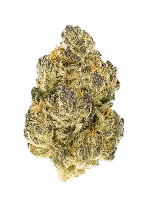 Royal Gorilla