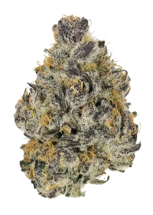 Purple Chai