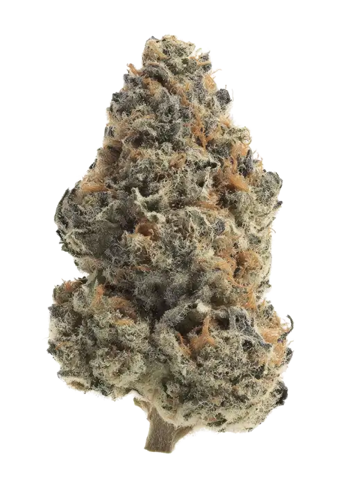 GG Gelato