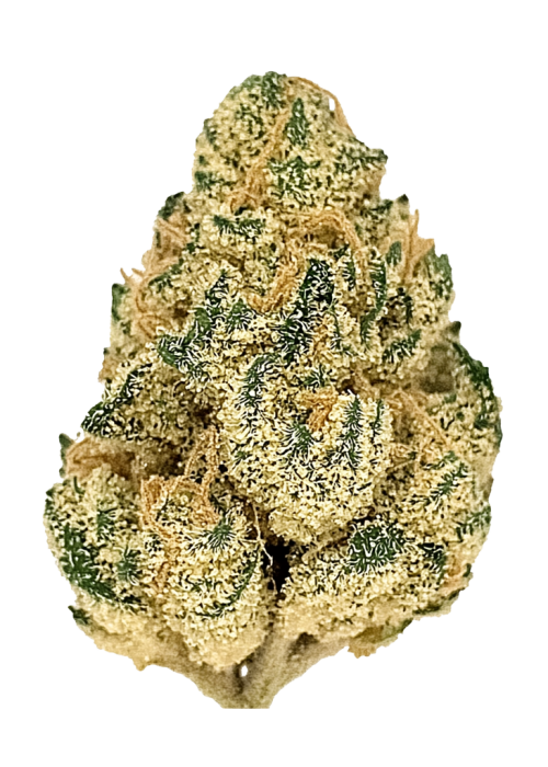 Mango Tango