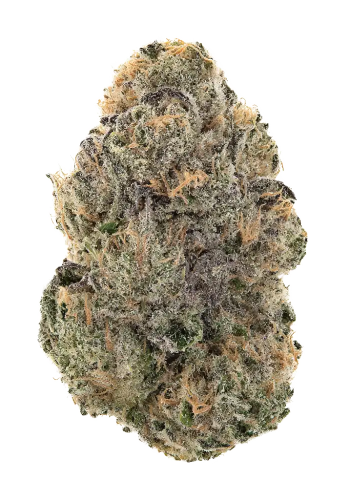 Gelato 44