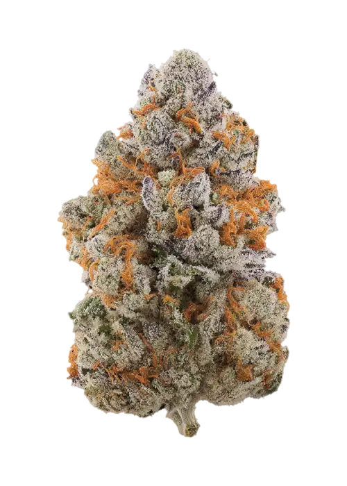 Jelly Donut