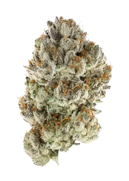 Reserve OG