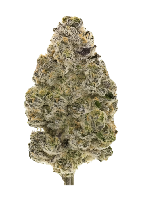 Sugar Black Rose