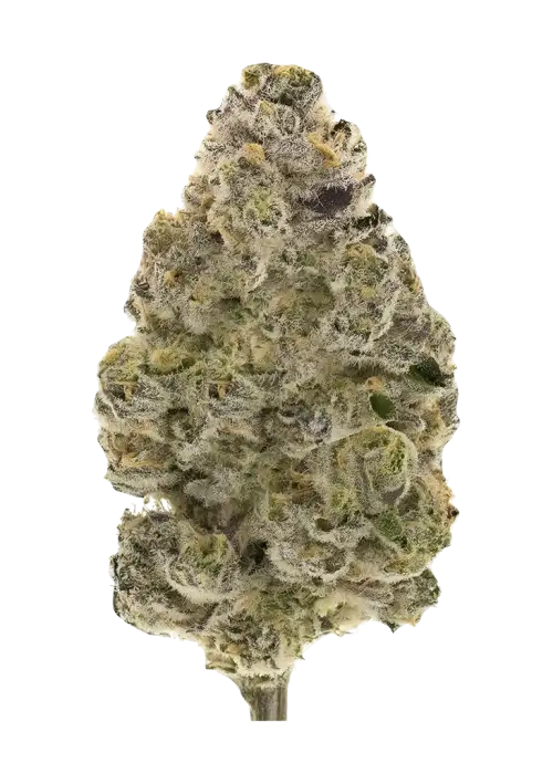 Sugar Black Rose