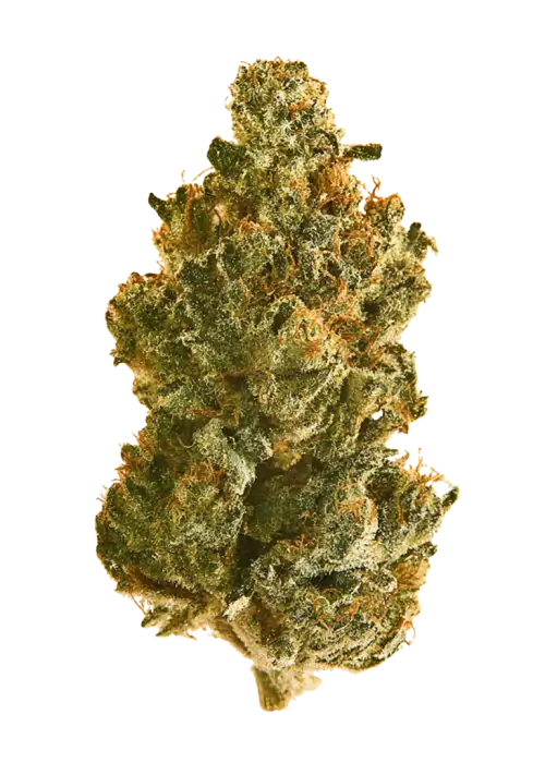 Gold Leaf