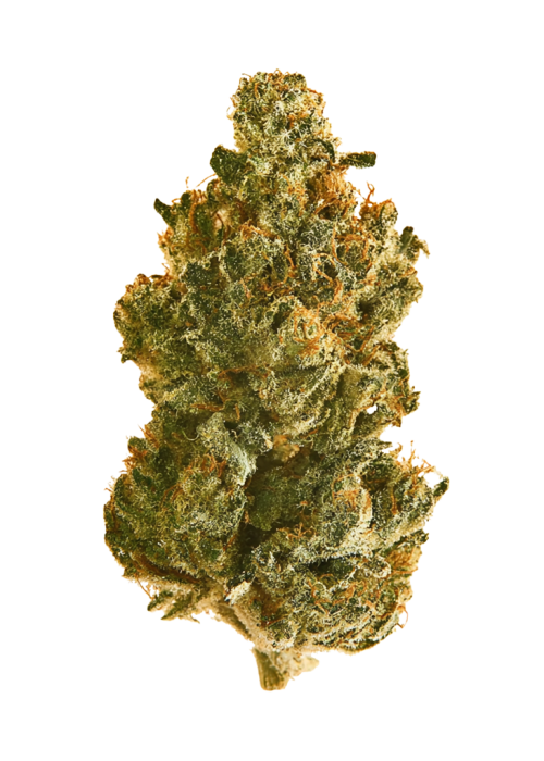Gold Leaf