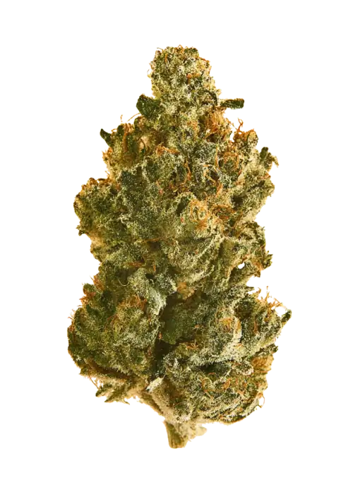 Gold Leaf