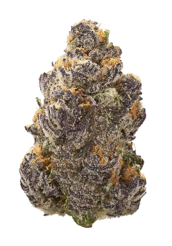 9871-ayahuasca-purple_1000.webp