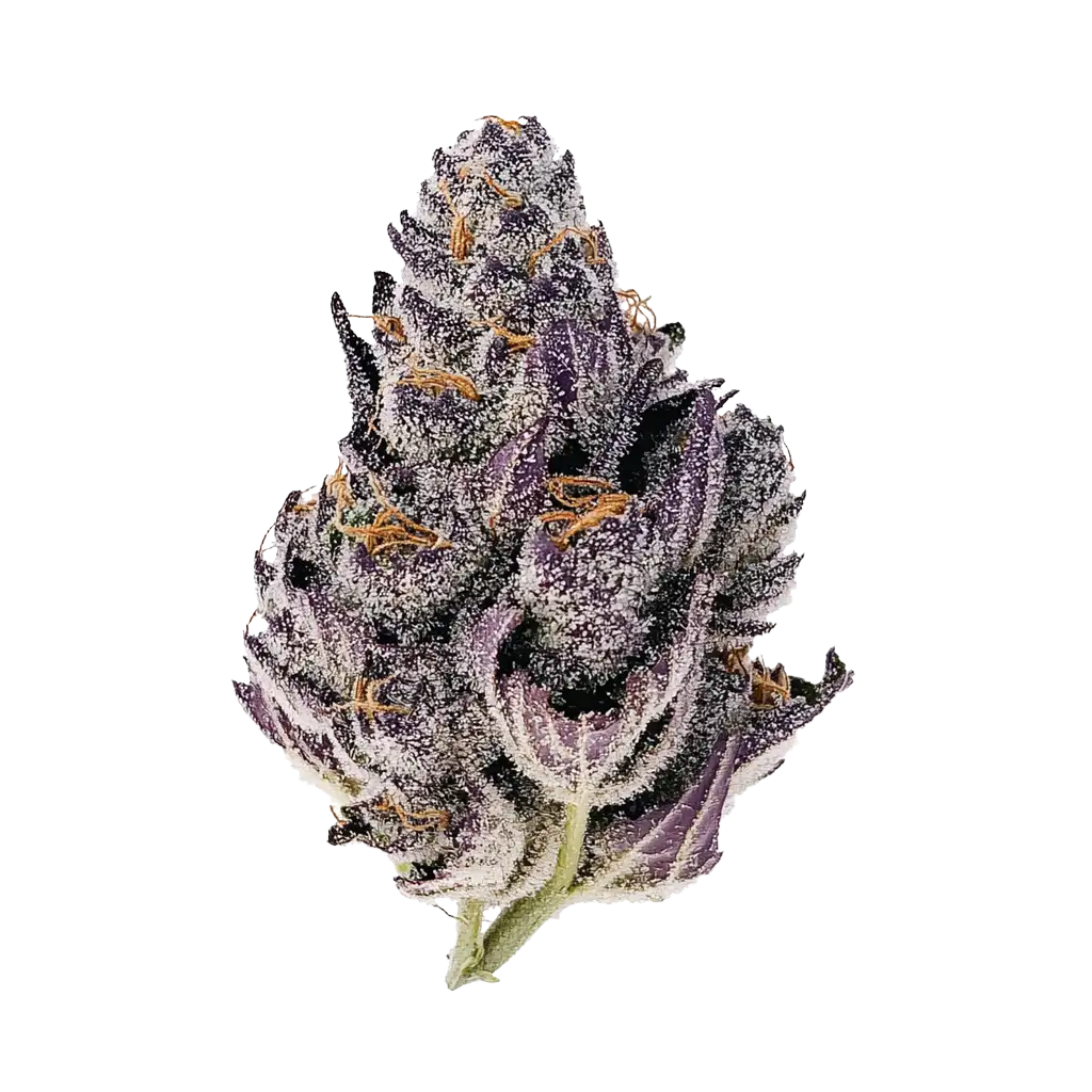 Pink Zushi Cannabis Strain Information - GrowDiaries