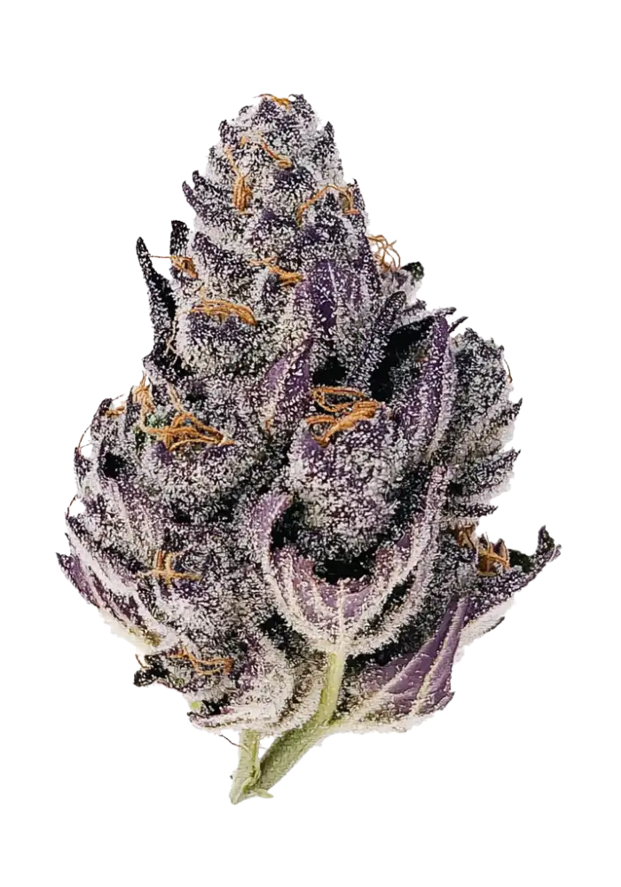 Pink Zushi Cannabis Strain Information - GrowDiaries