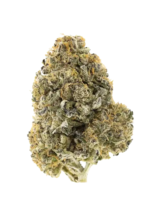 Sour Jack