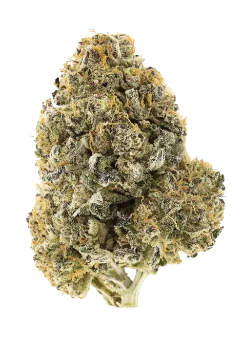 Sour Jack