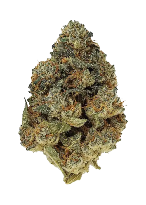 Sherbet BX1