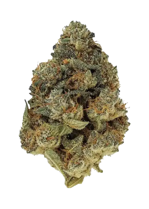 Sherbet BX1