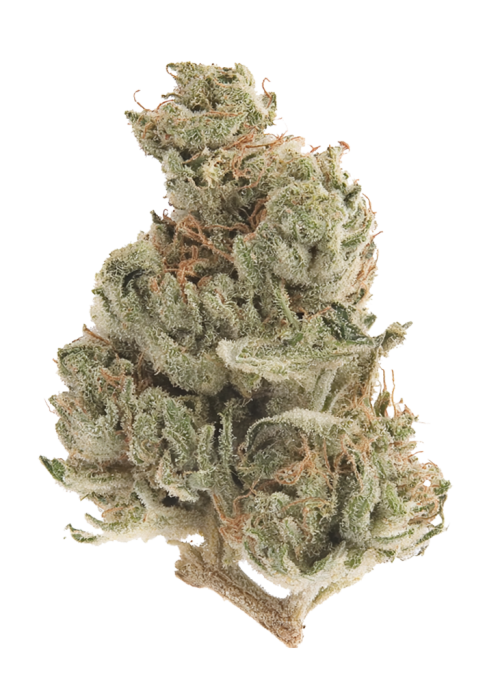 White Walker Kush