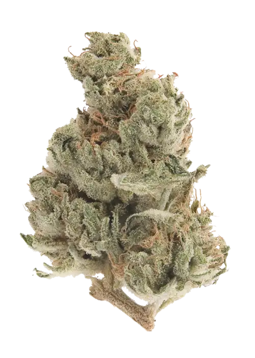 White Walker Kush