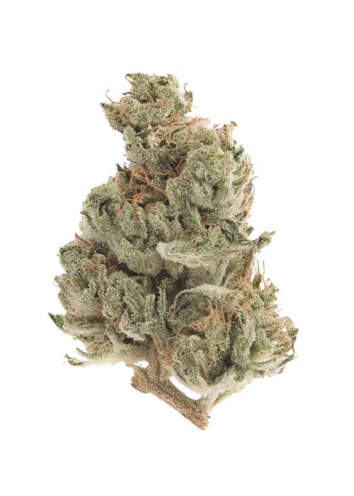 White Walker Kush