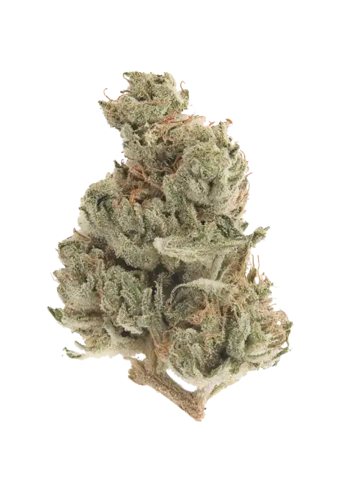White Walker Kush