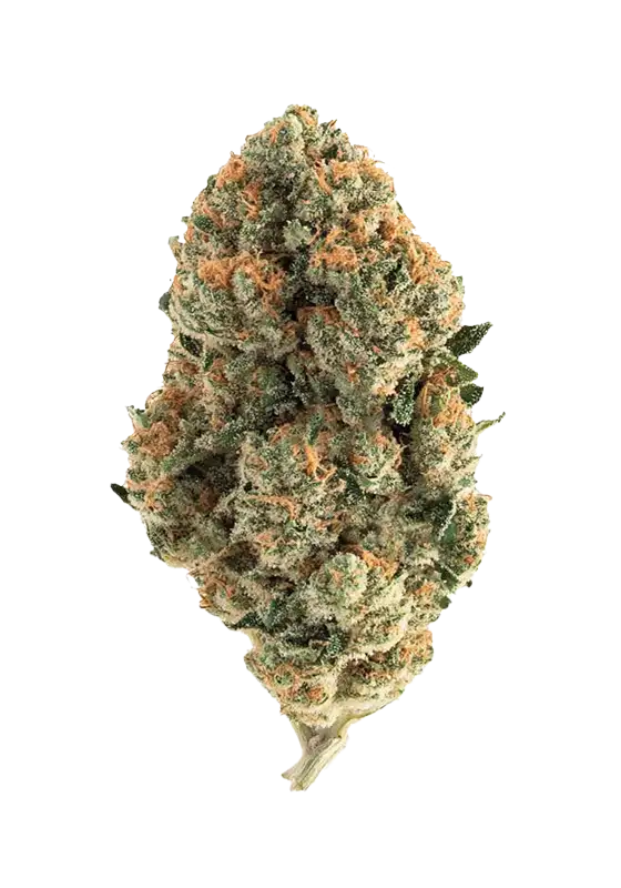 Gorilla Melon