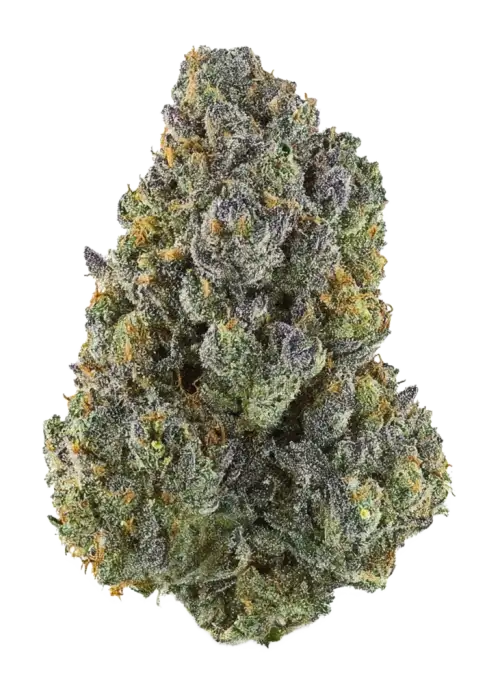 Humboldt Gelato