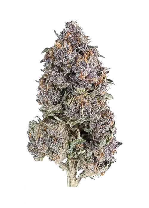 White Cherry