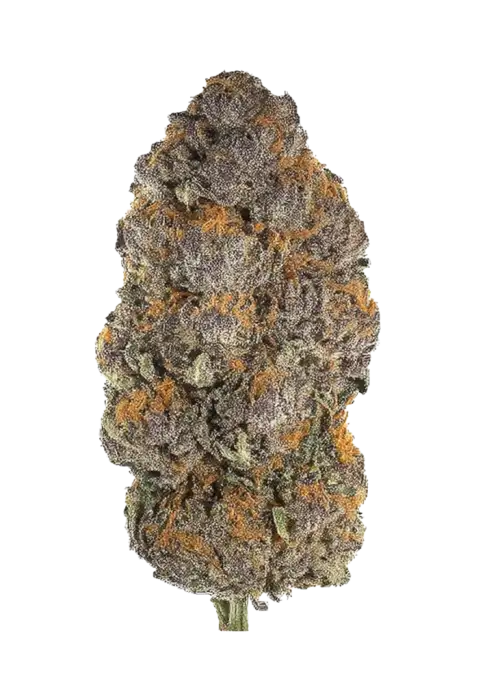 Biscotti Gushers